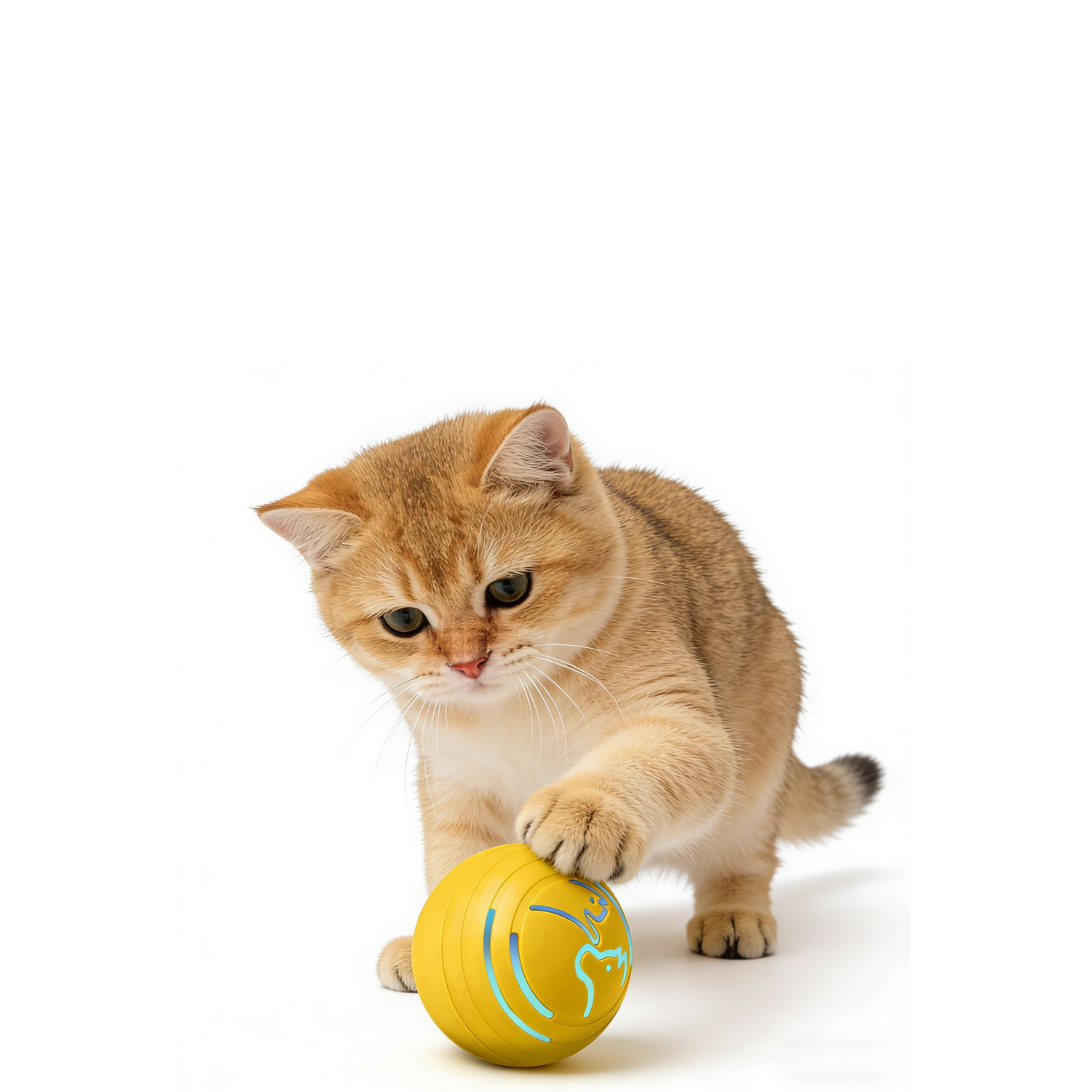 Elektrischer Haustierball